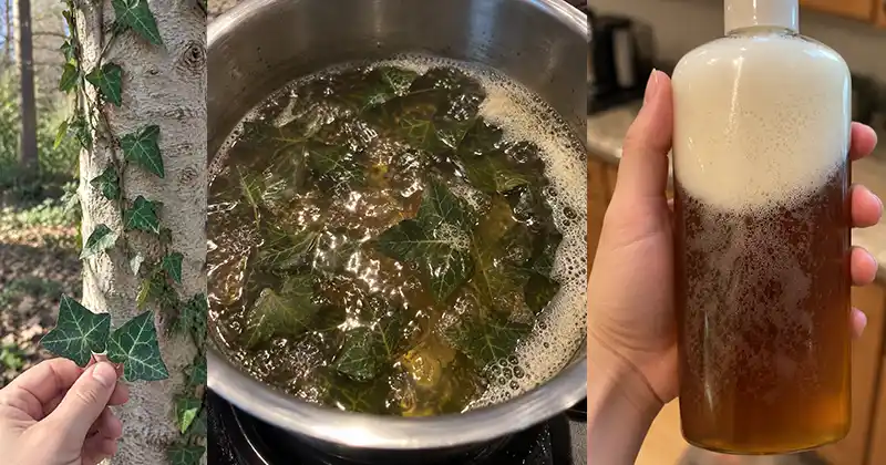 Ivy leaves for natural soap