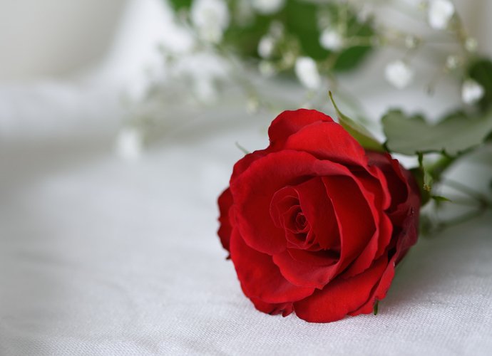 Red rose