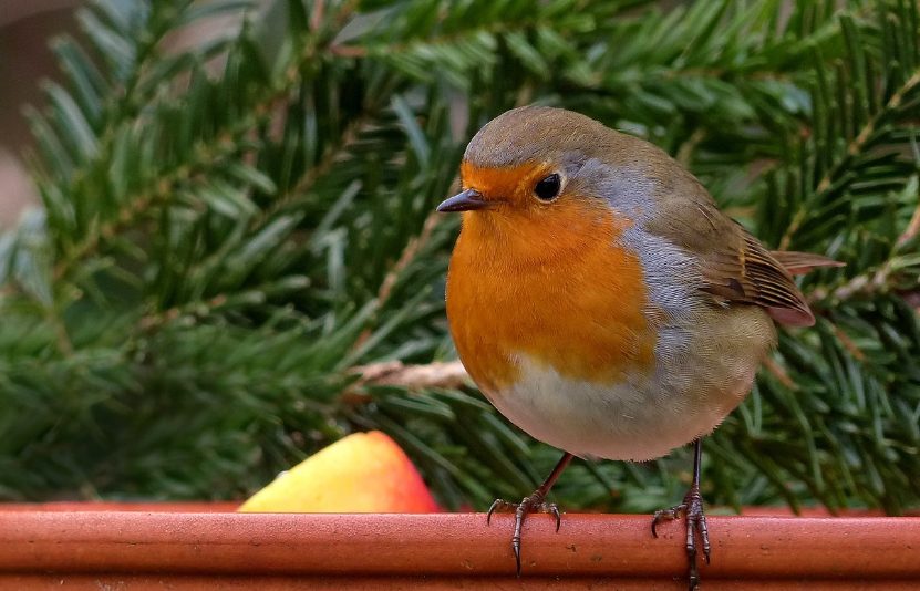 Bird bath in winter