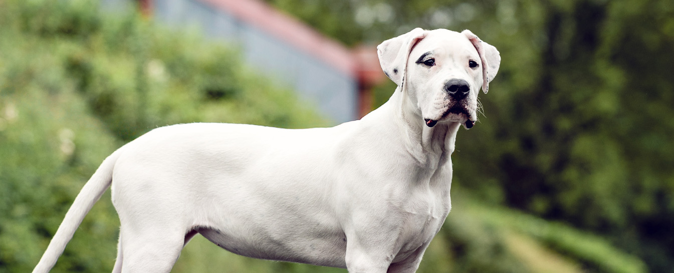 Dogo Argentino Dog