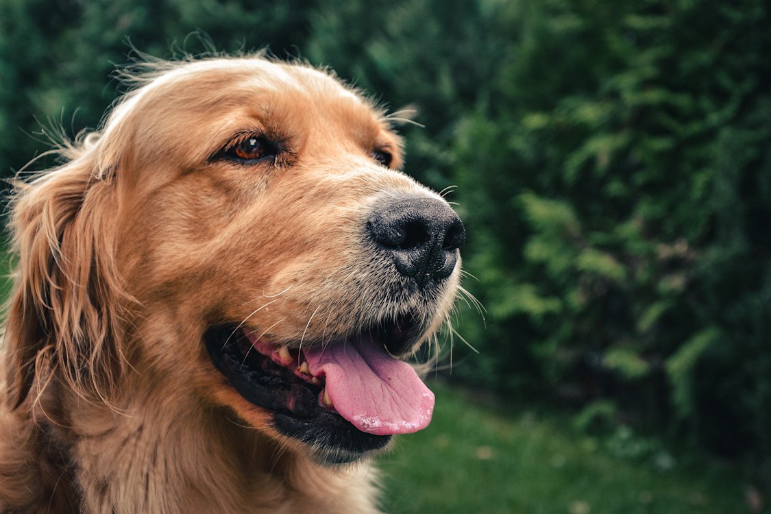 A final farewell in the presence of his dog: what the nurse discovered hours after they were left alone
