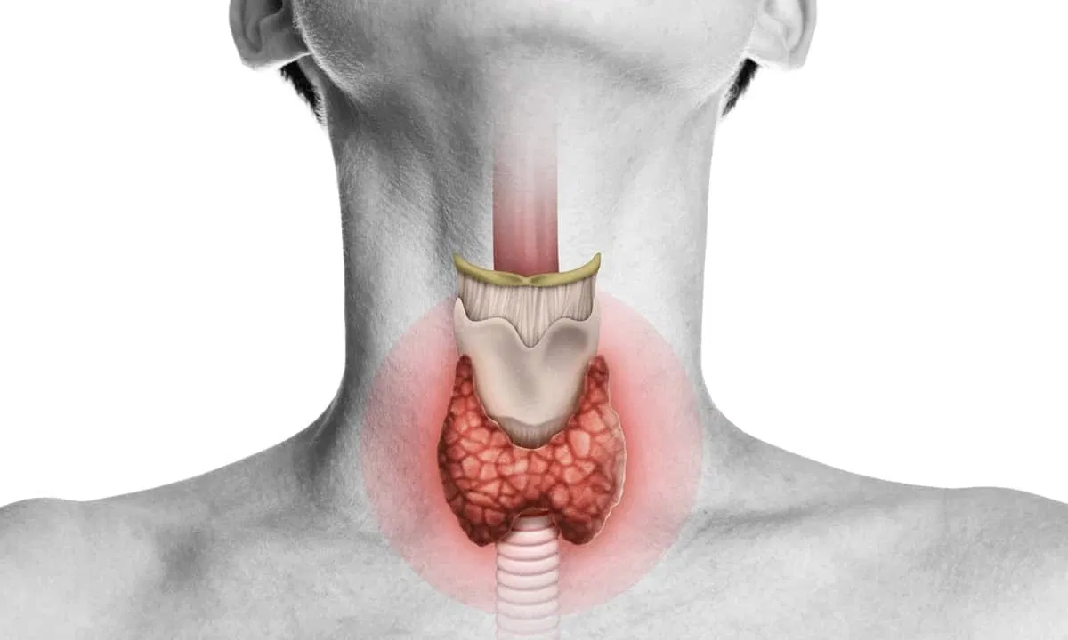 Impact of hormones on metabolism