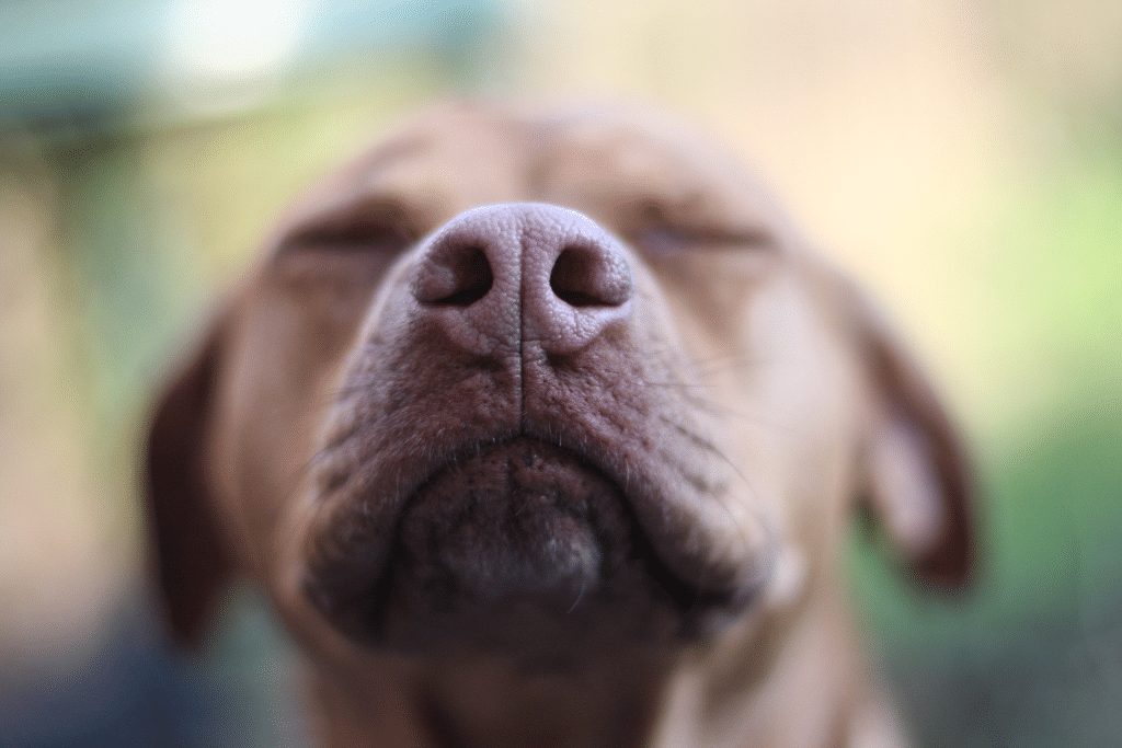 Dog sensing smells