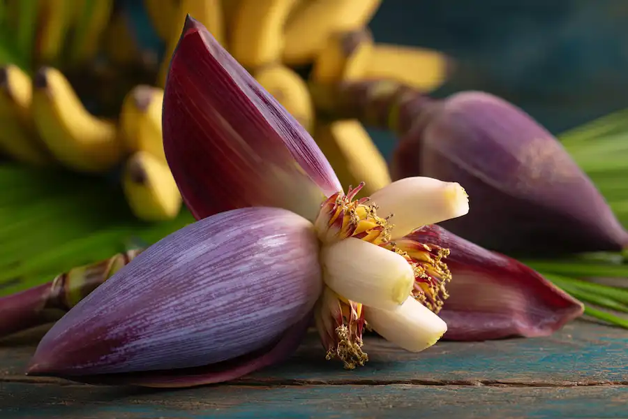 banana flower health benefits