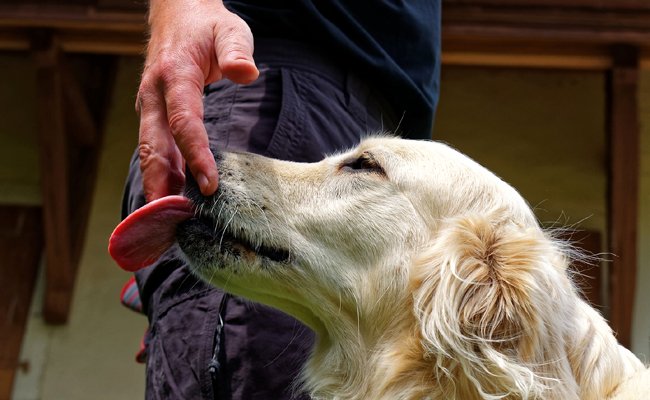 Dog licking its owner