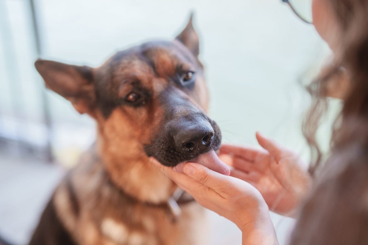 Dog licking its owner's hand