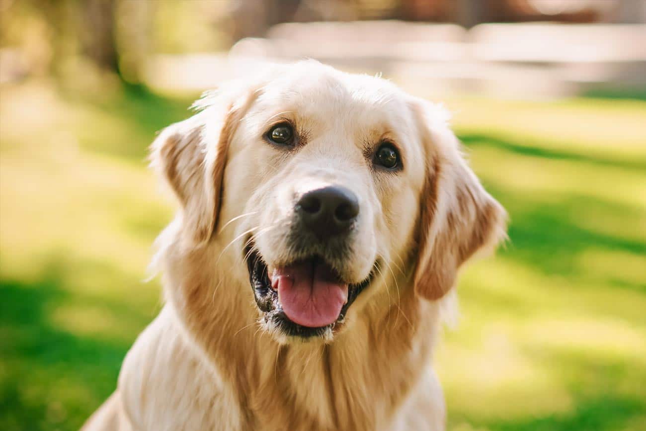 The muzzle of a dog