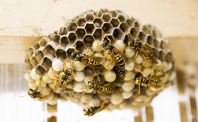 Wasp Nest