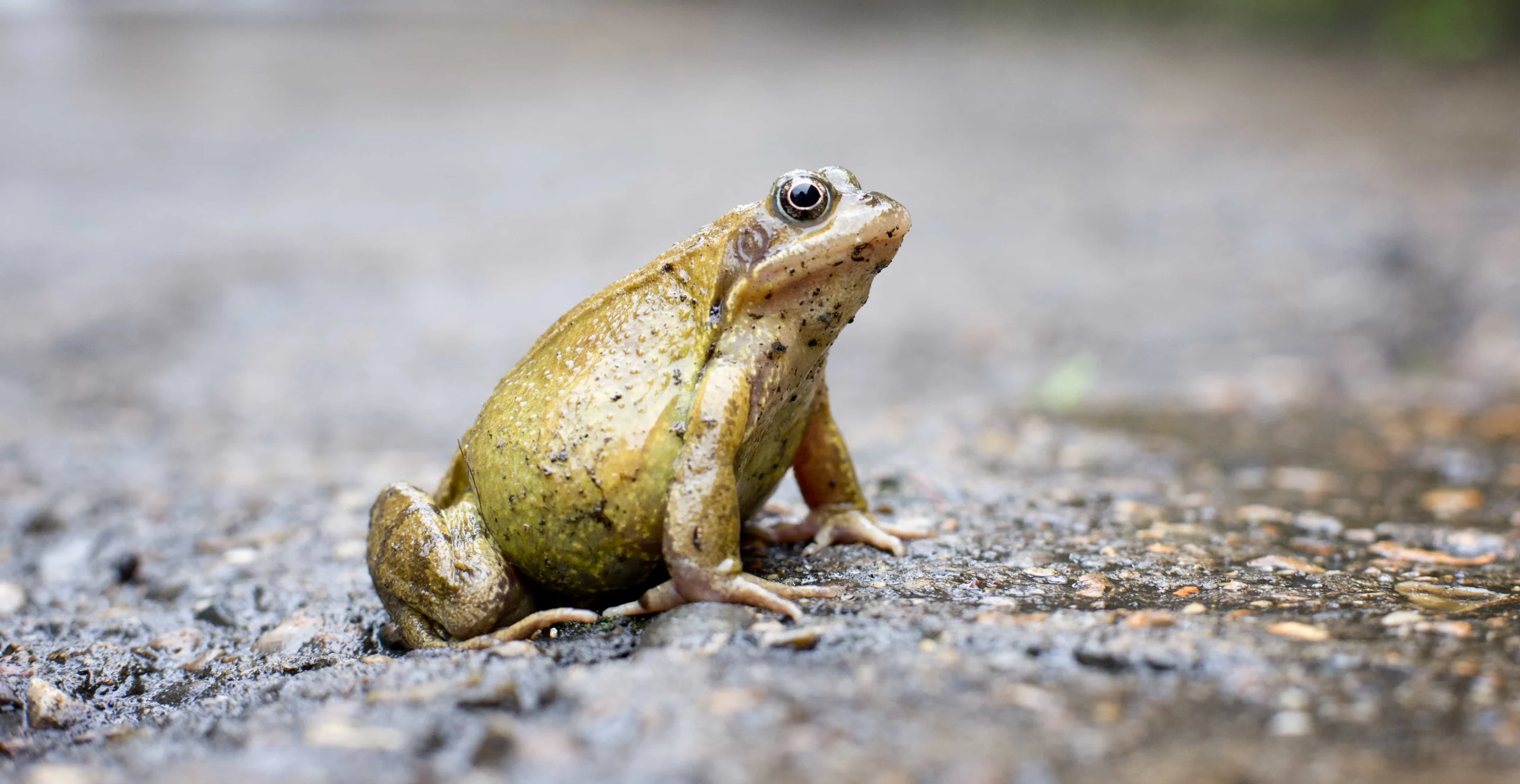 Frog inside the house