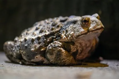 Behavior of a frog