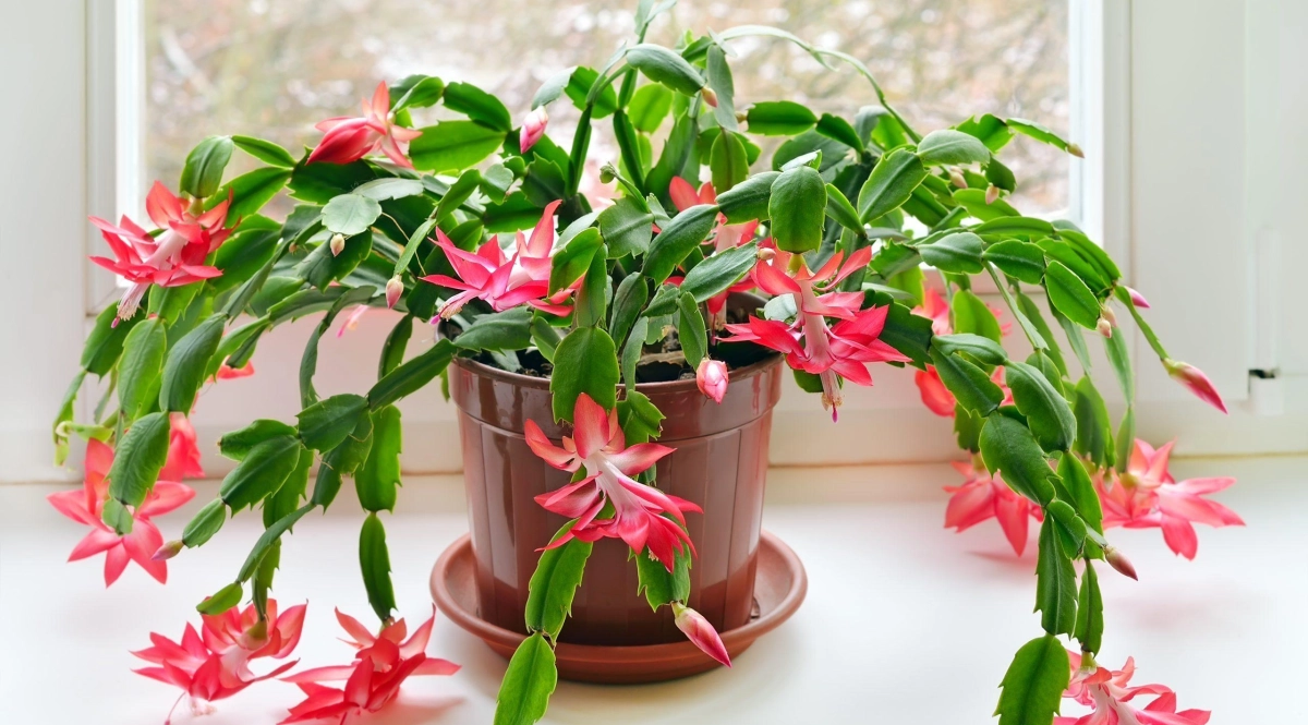 Christmas cactus near a window