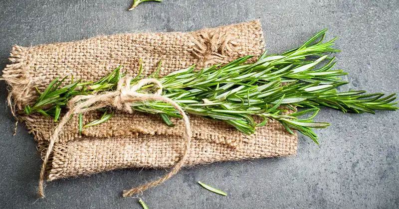 Rosemary
