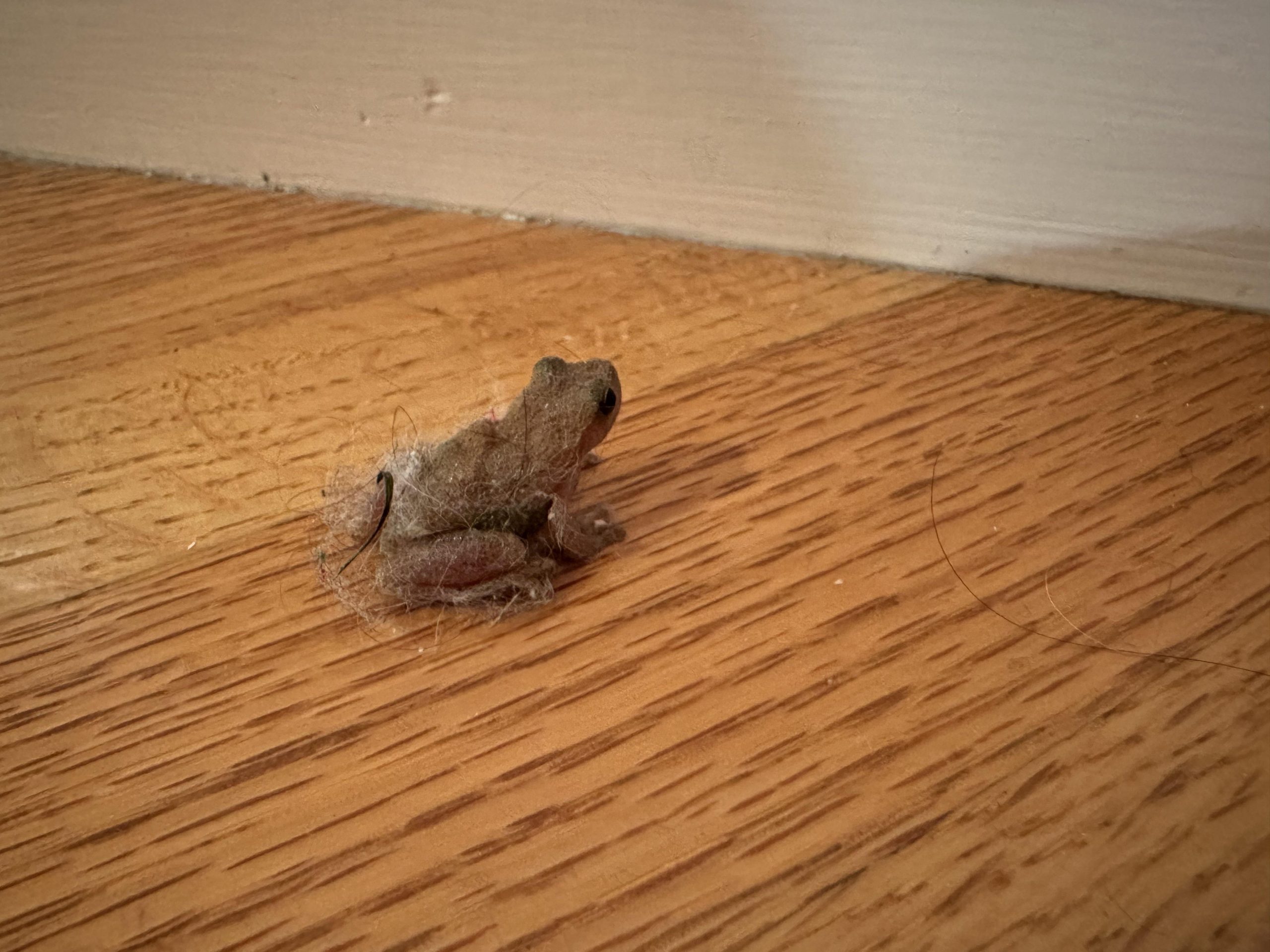Frog and abundance